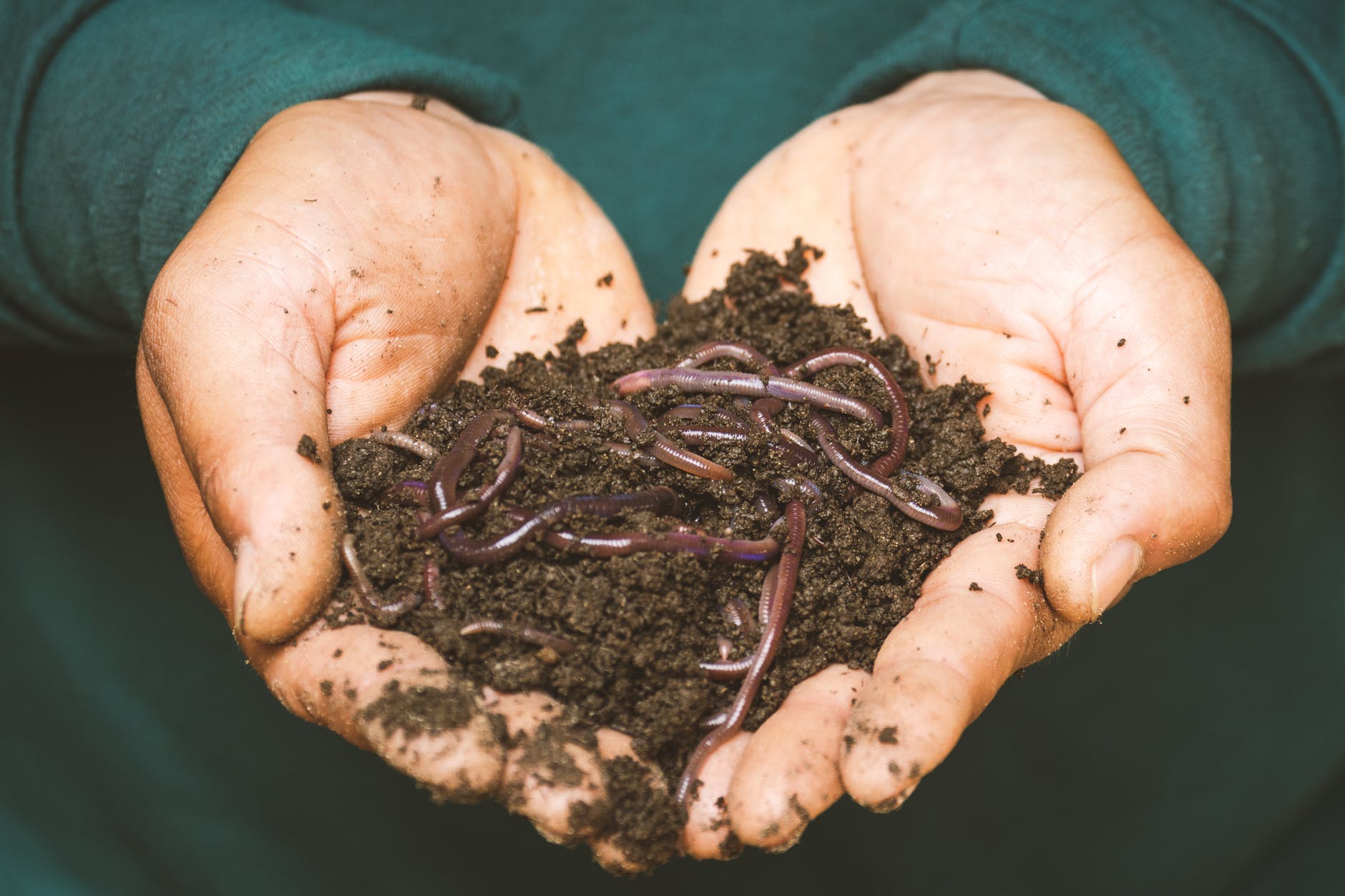 earthworms on a persons hand great food from home composting to help the earth and soil to help your sustainable new year resolutions